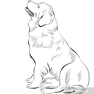 vector sketch dog Newfoundland hound breed sitting
